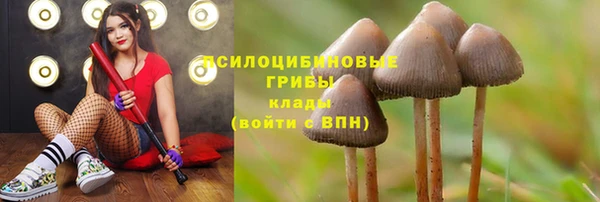 ПСИЛОЦИБИНОВЫЕ ГРИБЫ Аркадак