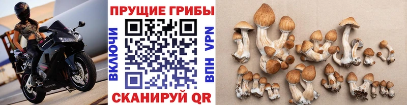 Галлюциногенные грибы Psilocybe Юрьевец